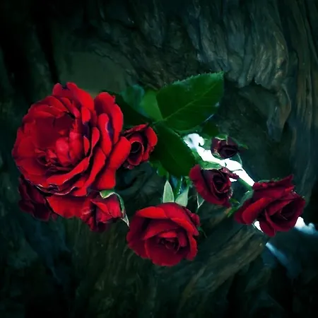 House Of Roses 民宿 *